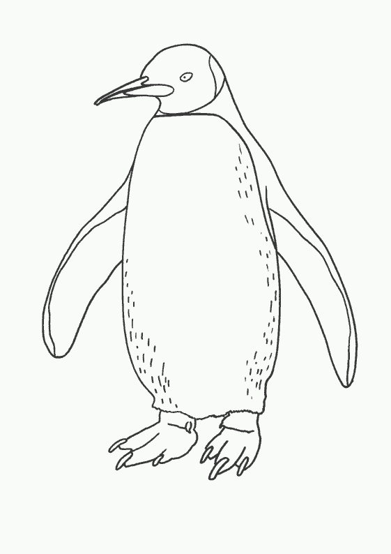 Coloriage Pingouin De Pittsburgh Coloriage Pingouin De Pittsburgh