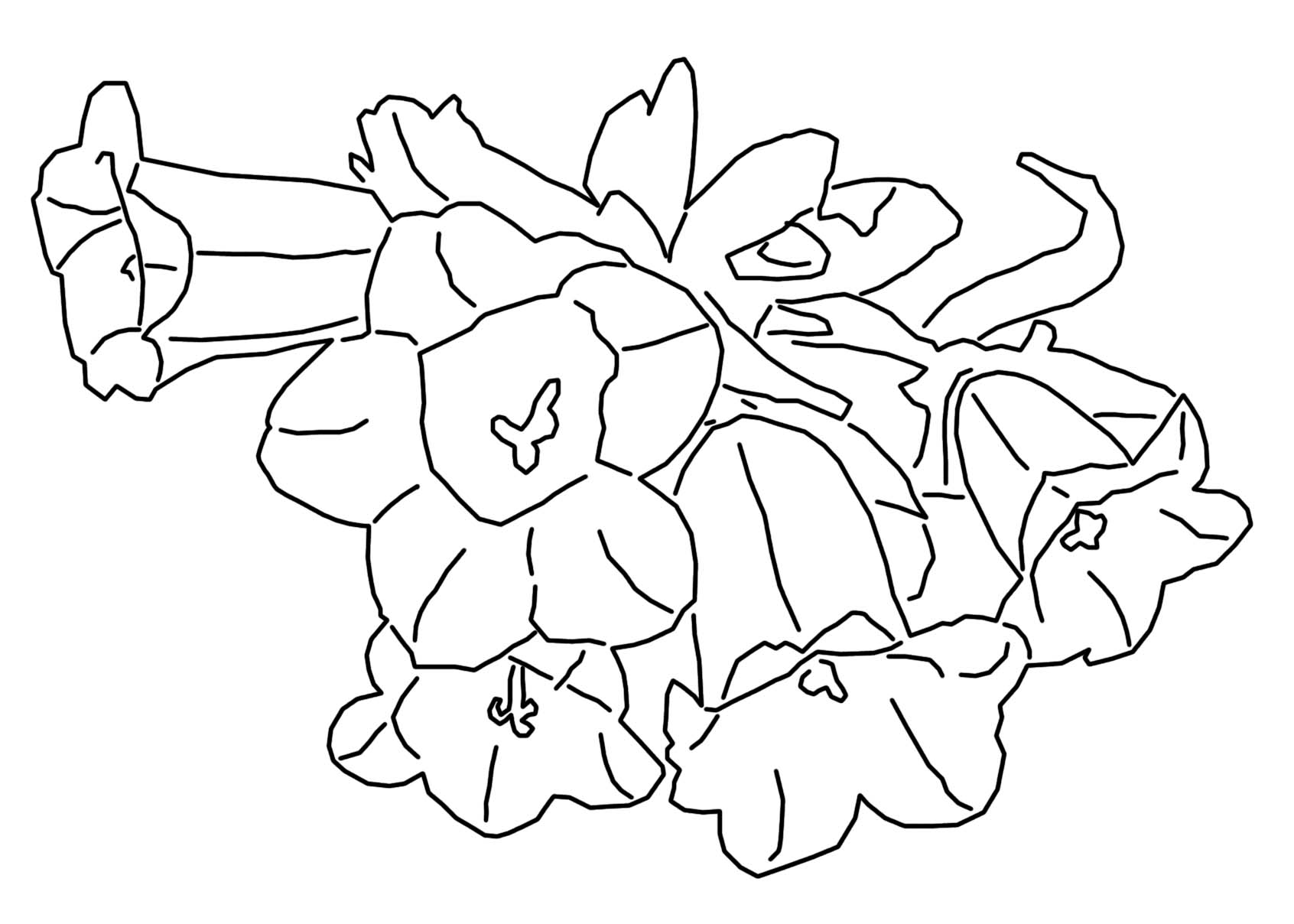 Meilleur De Dessin   Colorier Fleurs Et Plantes