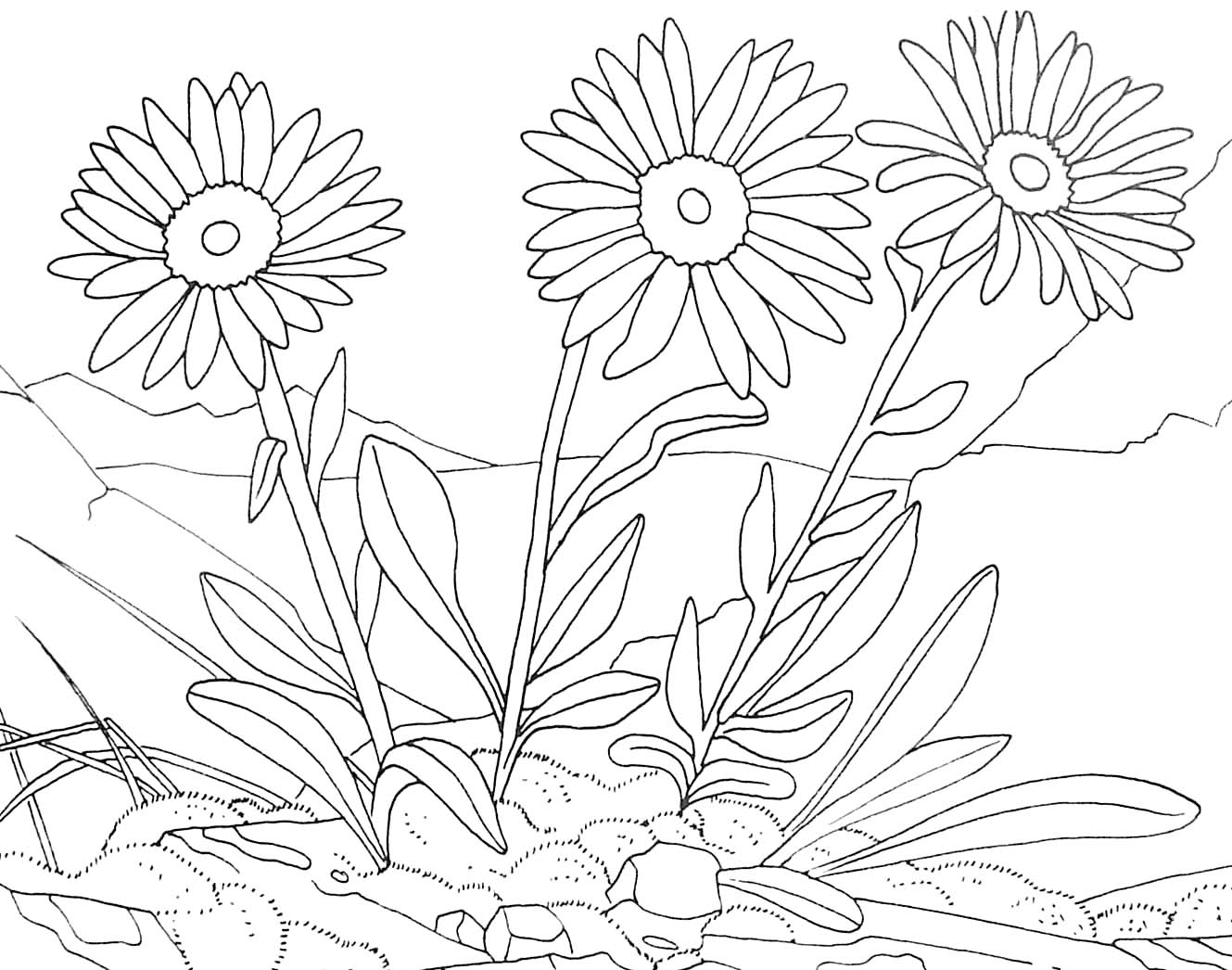coloriage dessiner d une plante coloriage a dessiner d une plante