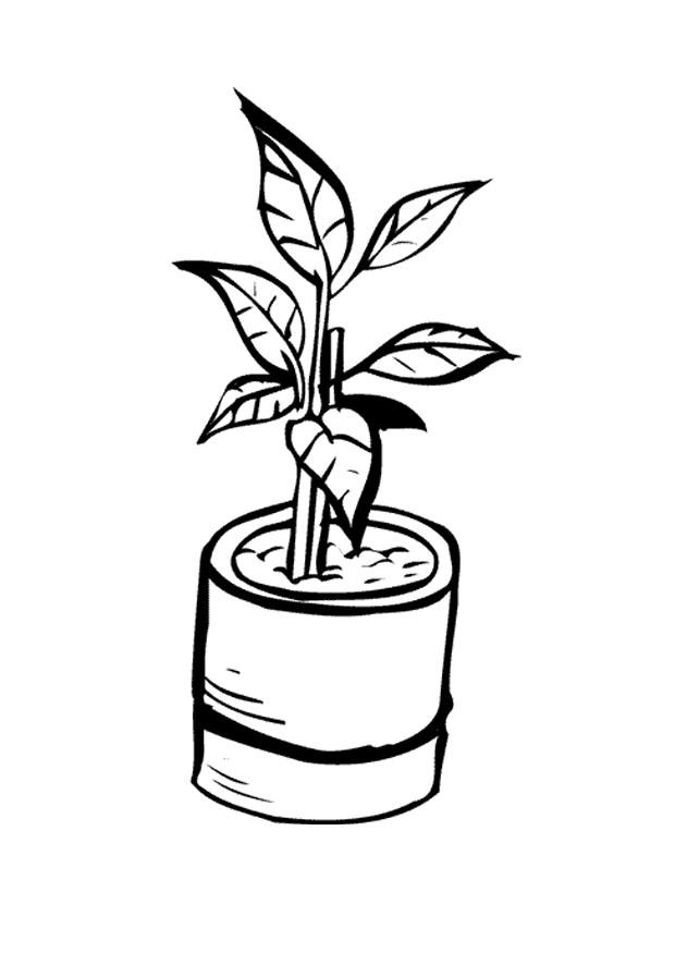 Coloriage De Plante A Imprimer
