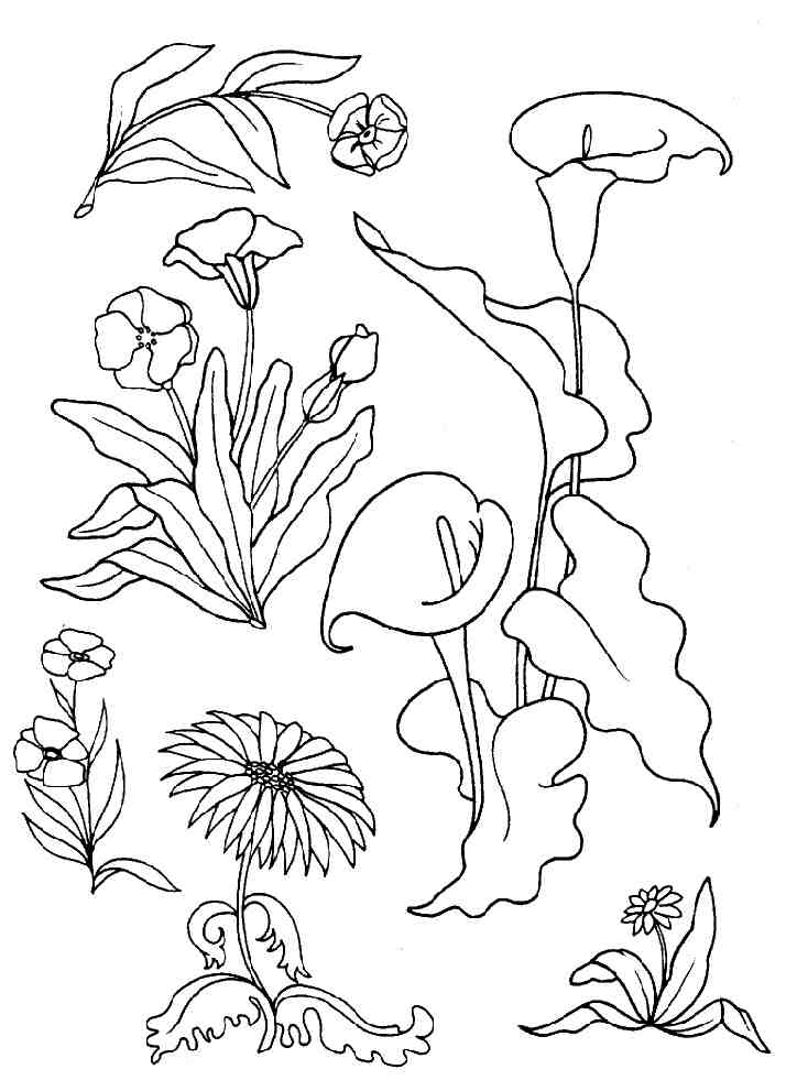 coloriage dessiner plante aquatique coloriage a dessiner plante aquatique