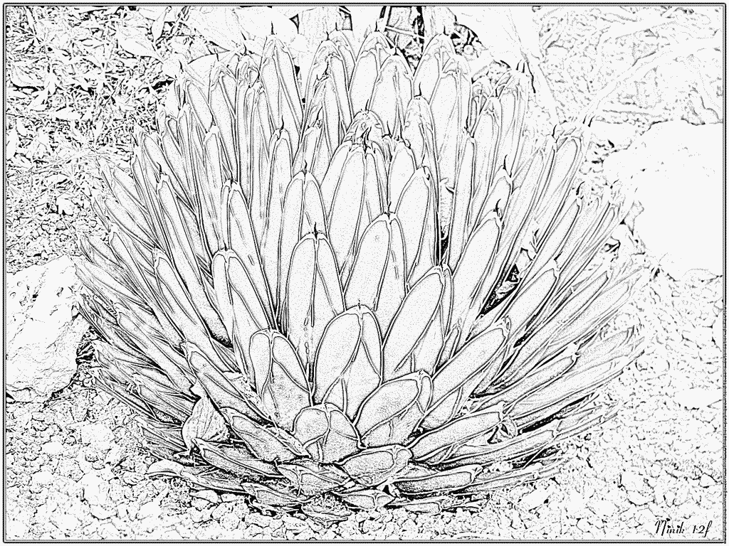 coloriage plante carnivore coloriage plante carnivore