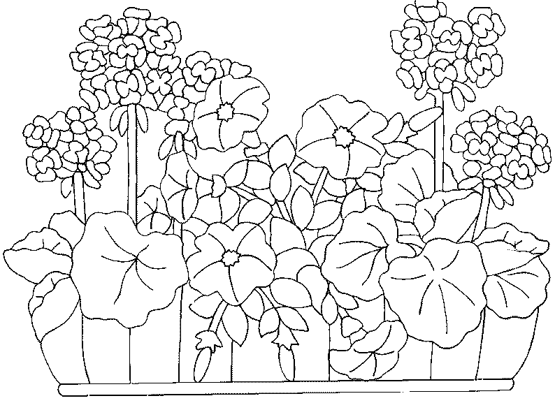 dessin plante grimpante dessin plante grimpante