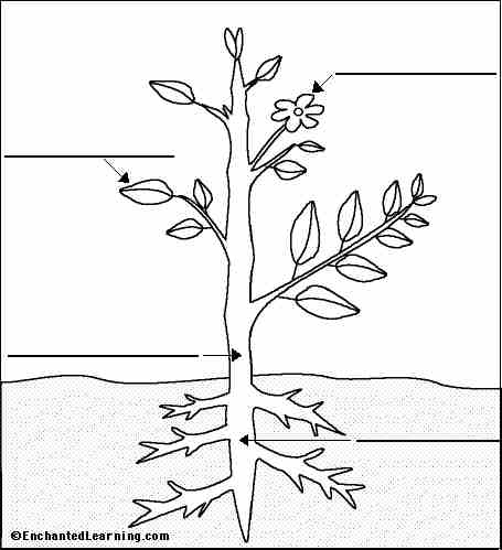 Coloriage A Dessiner Plante Grimpante