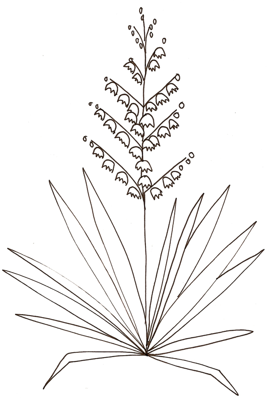 dessin colorier plante carnivore dessin a colorier plante carnivore