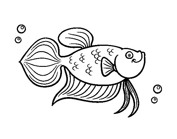 coloriage de poisson rouge a imprimer