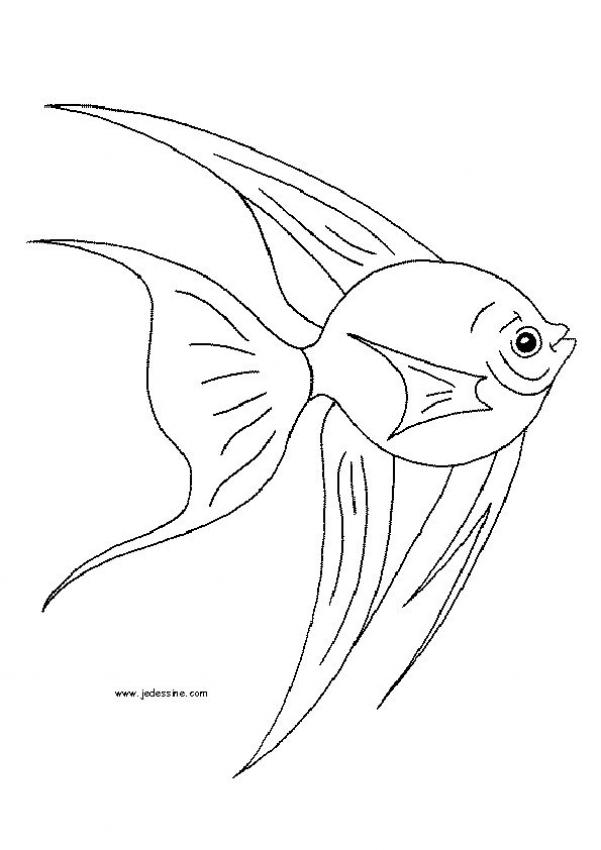 coloriage a dessiner poisson de mer