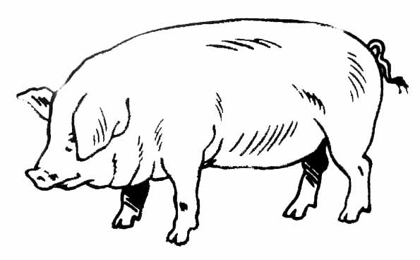 dessin à colorier porc