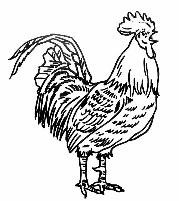 14 dessins  de coloriage  Poule  Et  Coq  imprimer