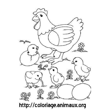 coloriage poule et poussin a imprimer