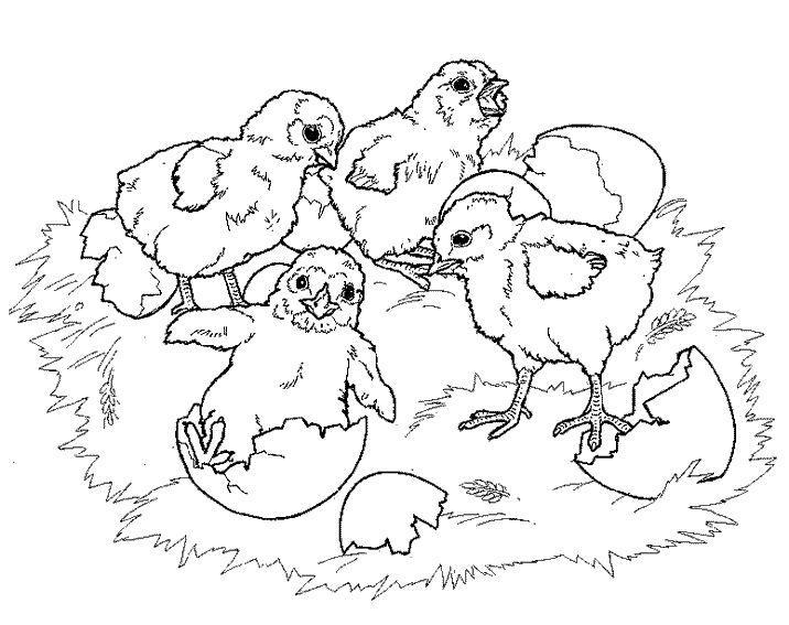 coloriage poule poussin