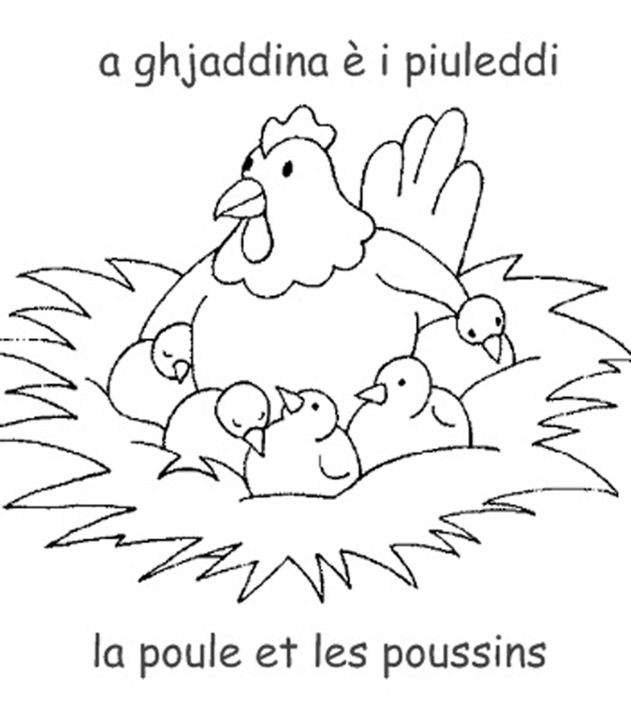 dessin poule gratuit  imprimer