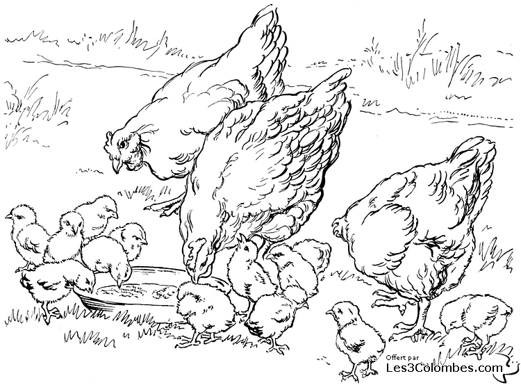 dessin colorier poule et lapin dessin a colorier poule et lapin