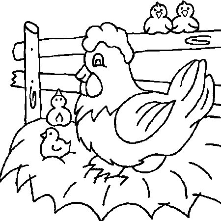 coloriage à dessiner poule coq poussin