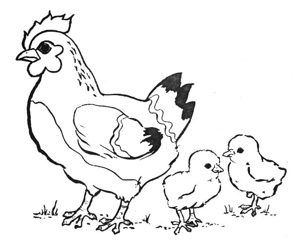 dessin d'une poule et ses poussins