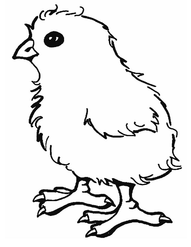 poussin image coloriage