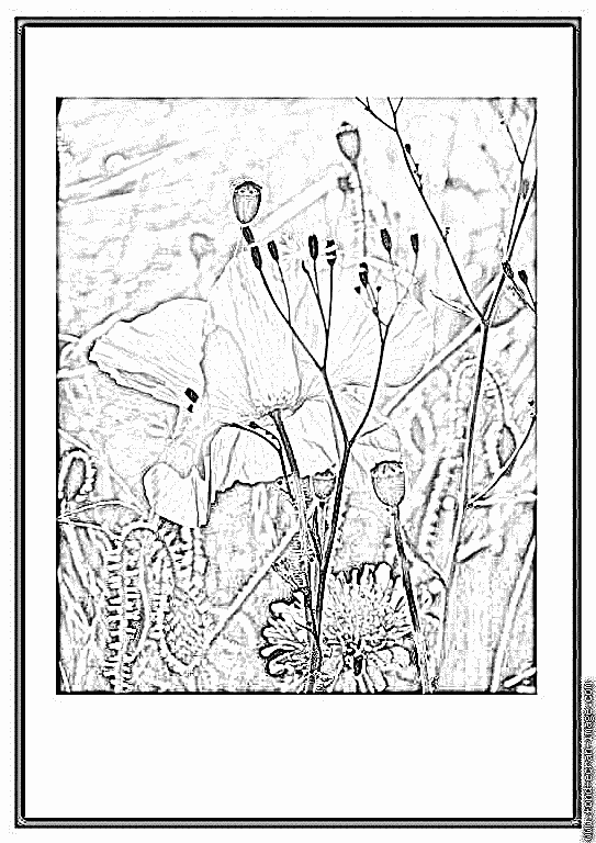 98 dessins de coloriage Printemps Fleurs à imprimer coloriage printemps fleurs