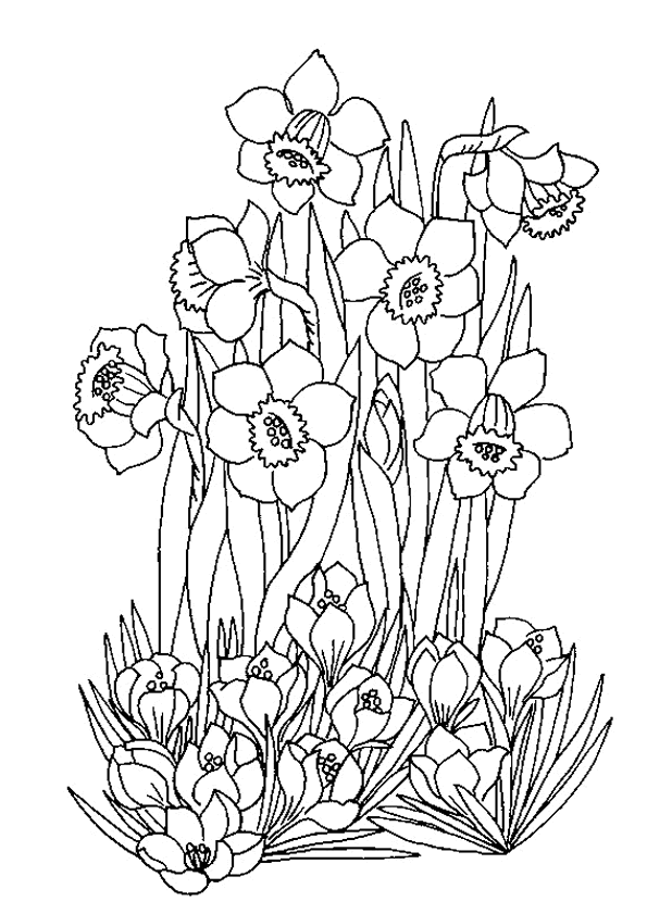 coloriage à dessiner d'arbre au printemps