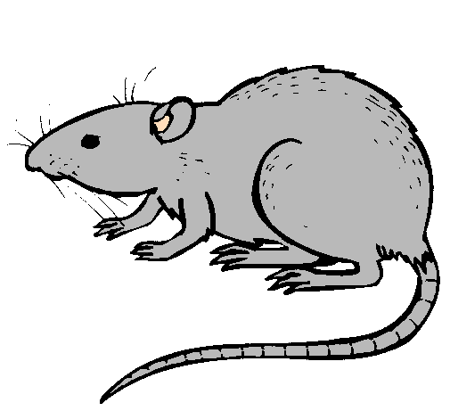 dessin rat  imprimer