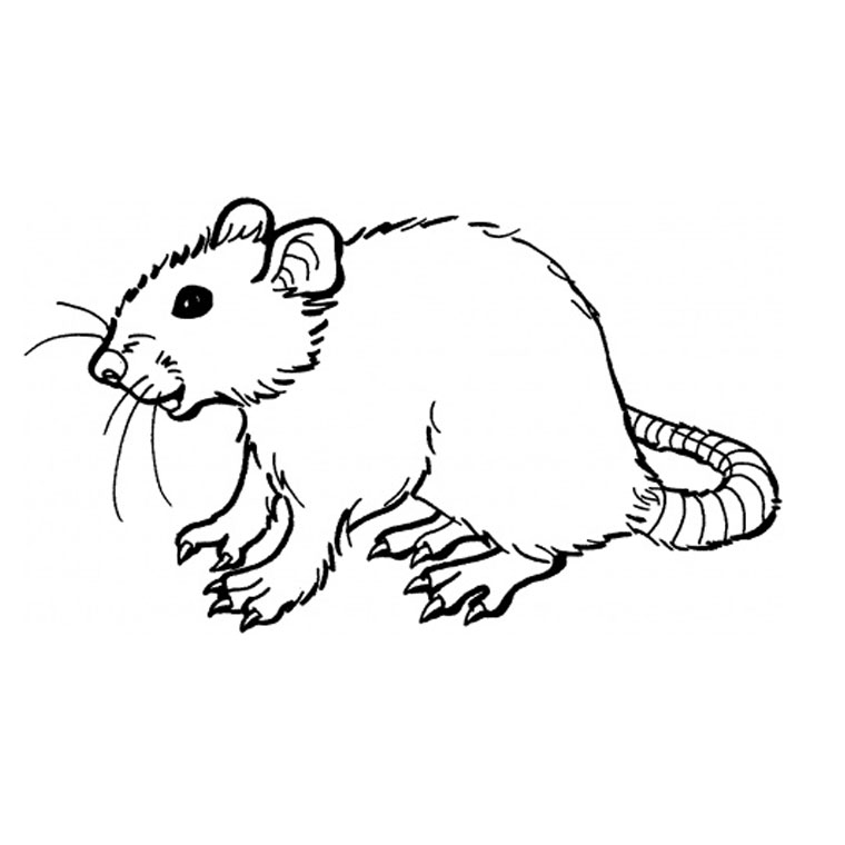 rat en coloriage à dessiner