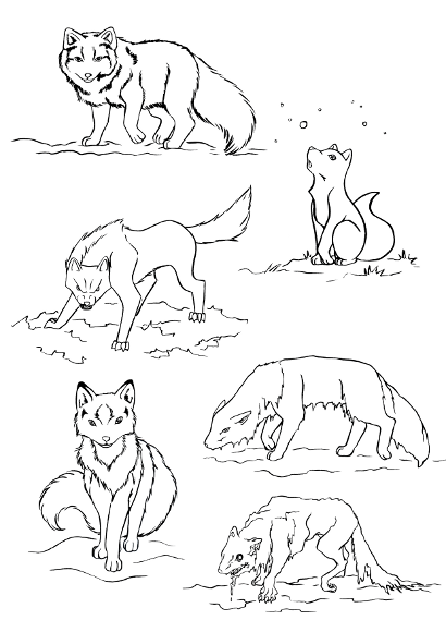 16 dessins de coloriage Renard Polaire à imprimer