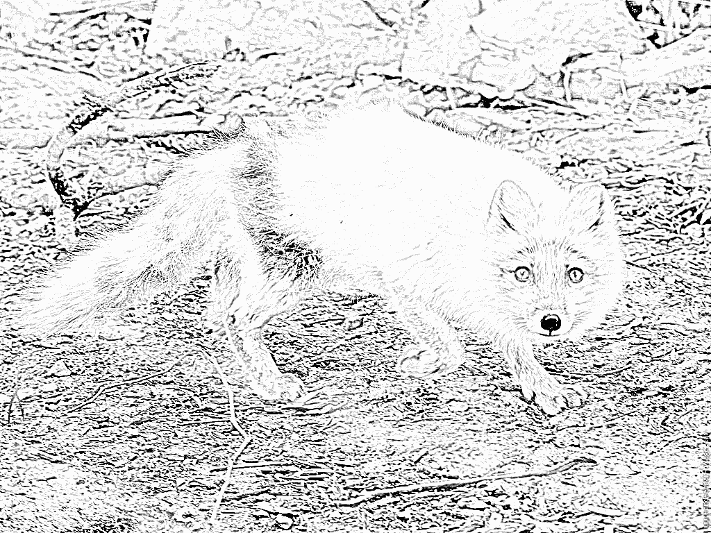 coloriage ƒ dessiner renard imprimer gratuit