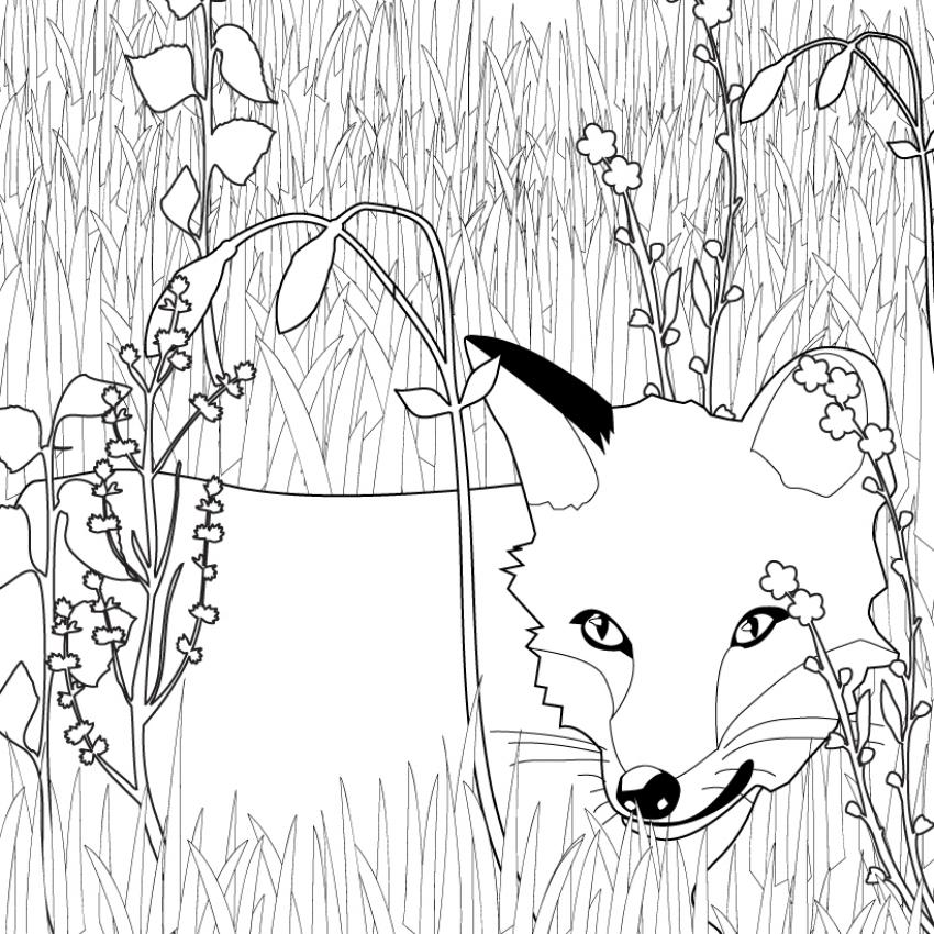 coloriage magique renard