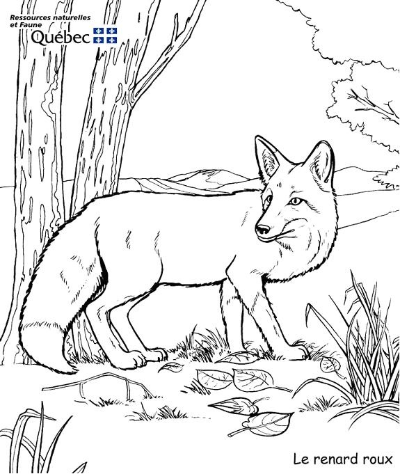 dessin à colorier un renard