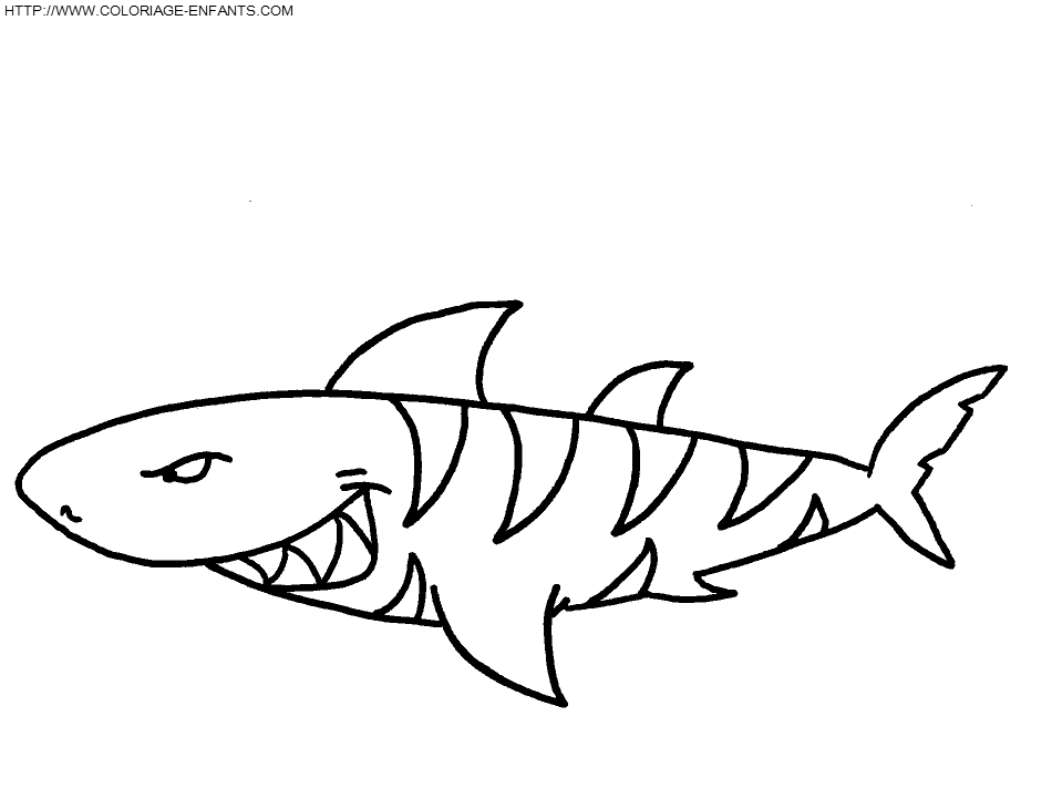 coloriage requin blanc