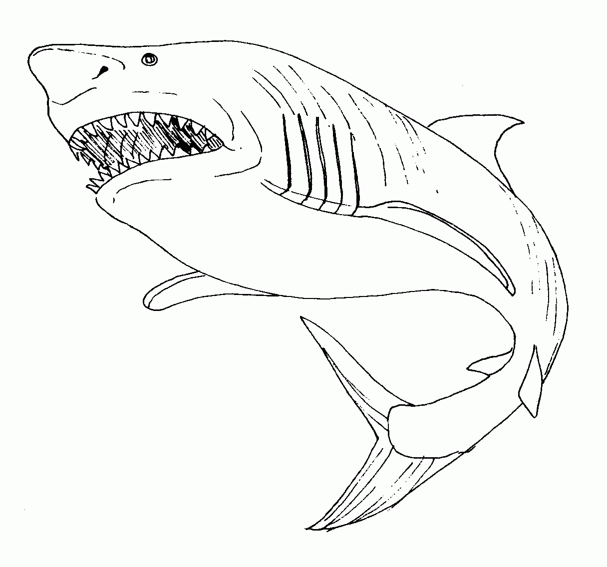 coloriage requin en ligne