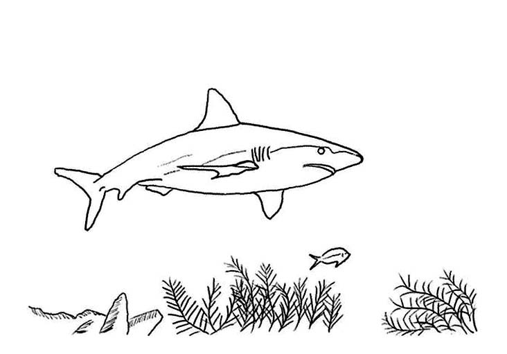 coloriage à dessiner de requin marteau en ligne