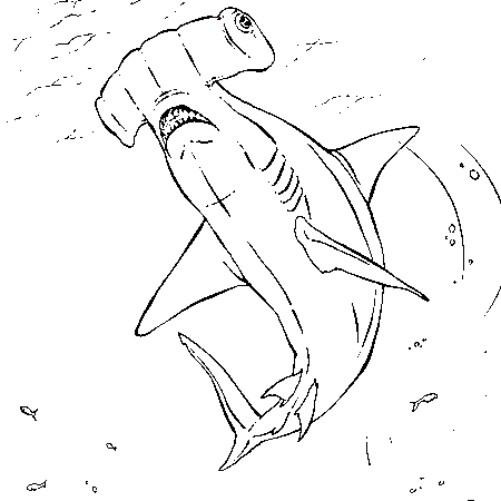 dessin de requin baleine