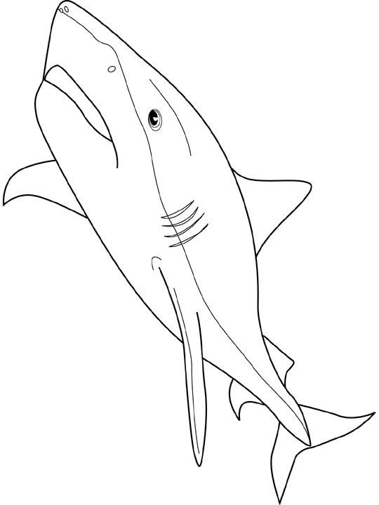 dessin à colorier de requin marteau en ligne