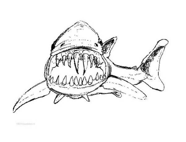 coloriage requin nemo