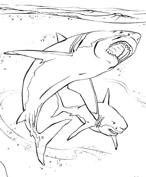 dessin à colorier requin et dauphin
