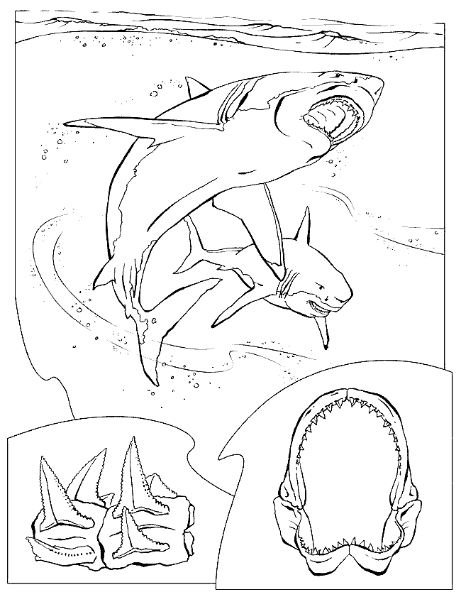 dessin requin pelerin