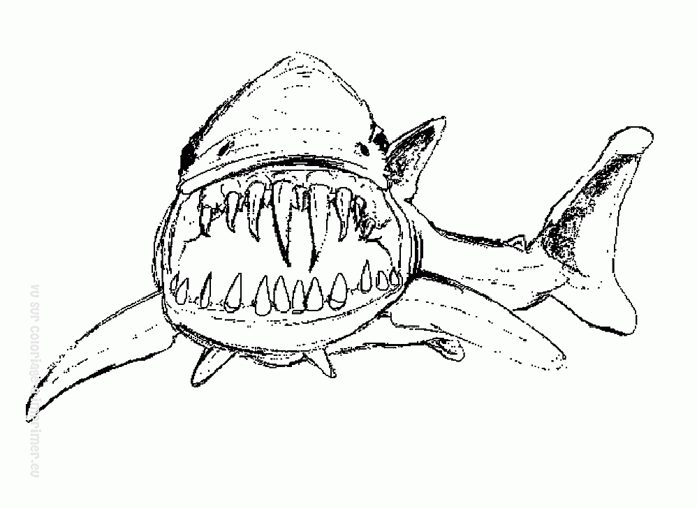 coloriage requin bouledogue