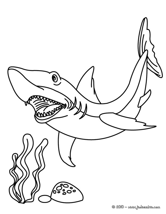 coloriage à dessiner requin gratuit