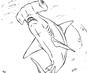 coloriage à dessiner a imprimer requin tigre