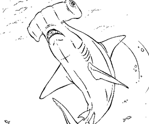 coloriage  dessiner a imprimer requin tigre