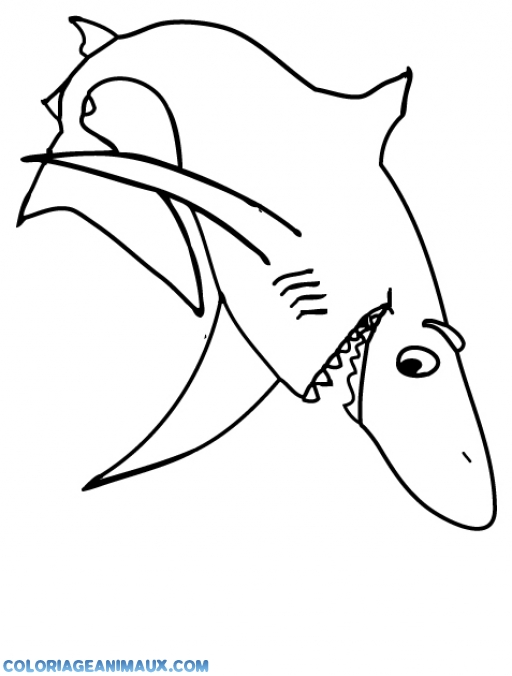 coloriage à dessiner requin blanc