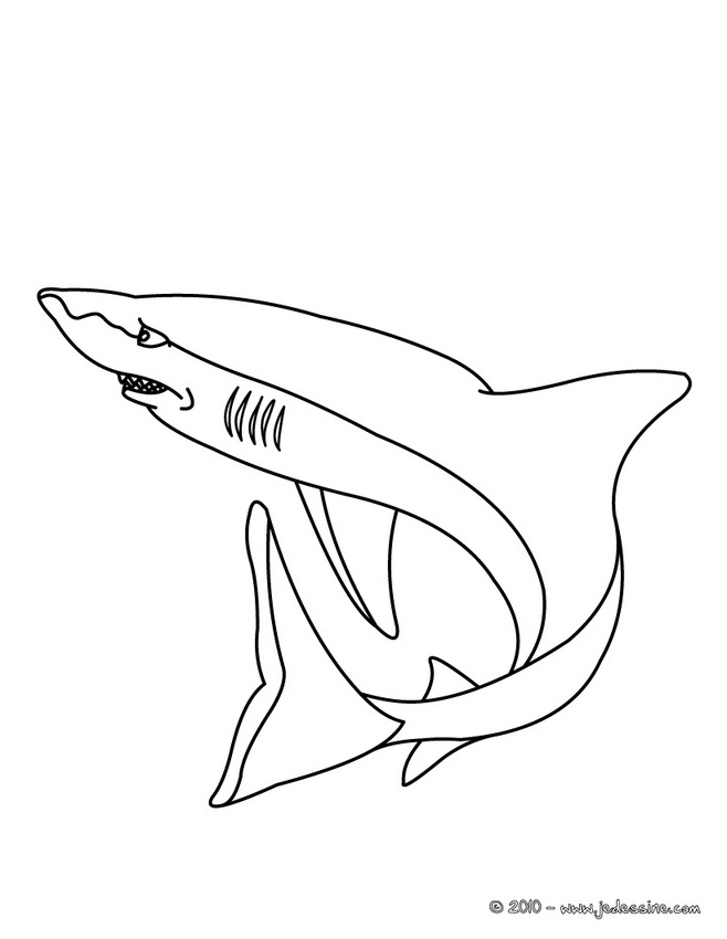 dessin à colorier de requin megalodon