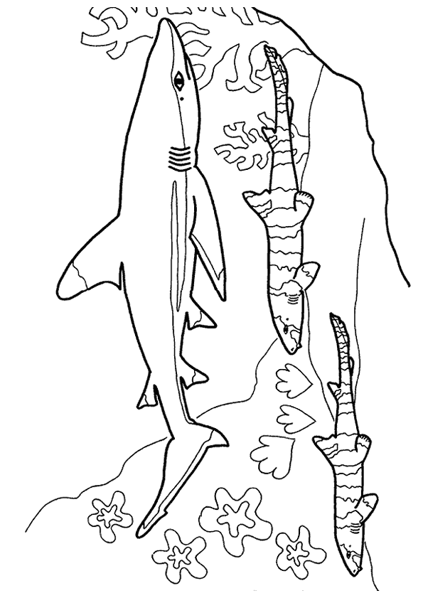 image coloriage requin