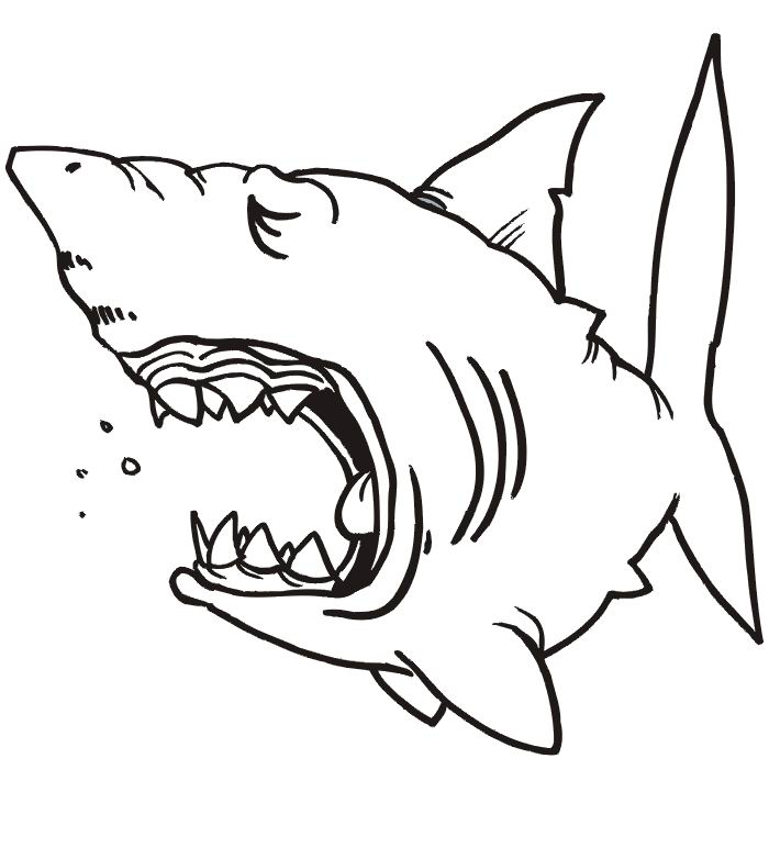 jeux coloriage à dessiner requin