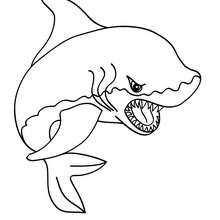 dessin en ligne requin marteau