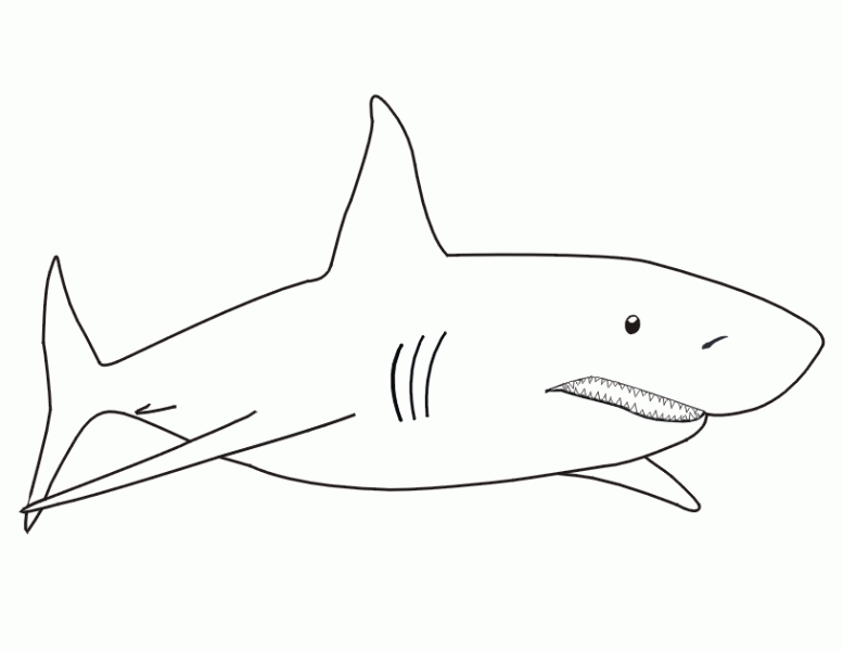 dessin requin à imprimer