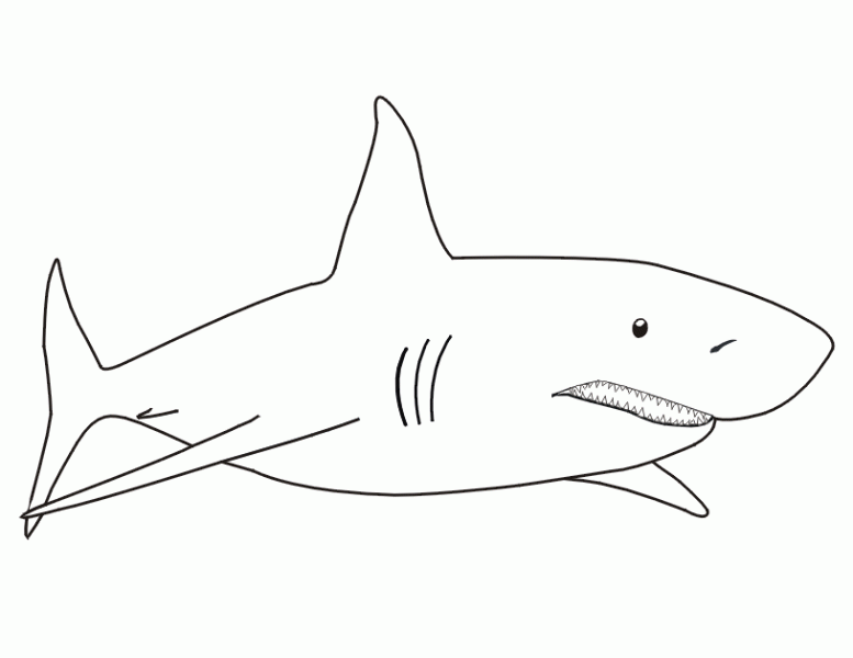 coloriage requin