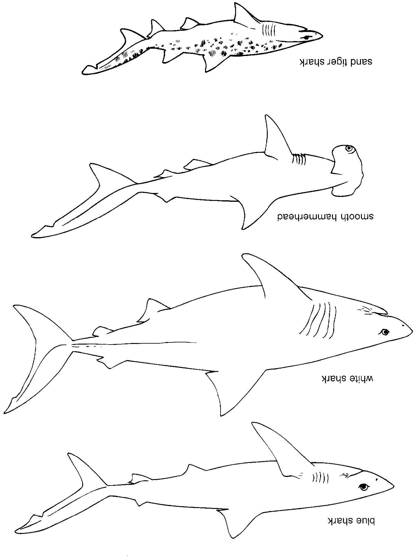 coloriage en ligne requin blanc