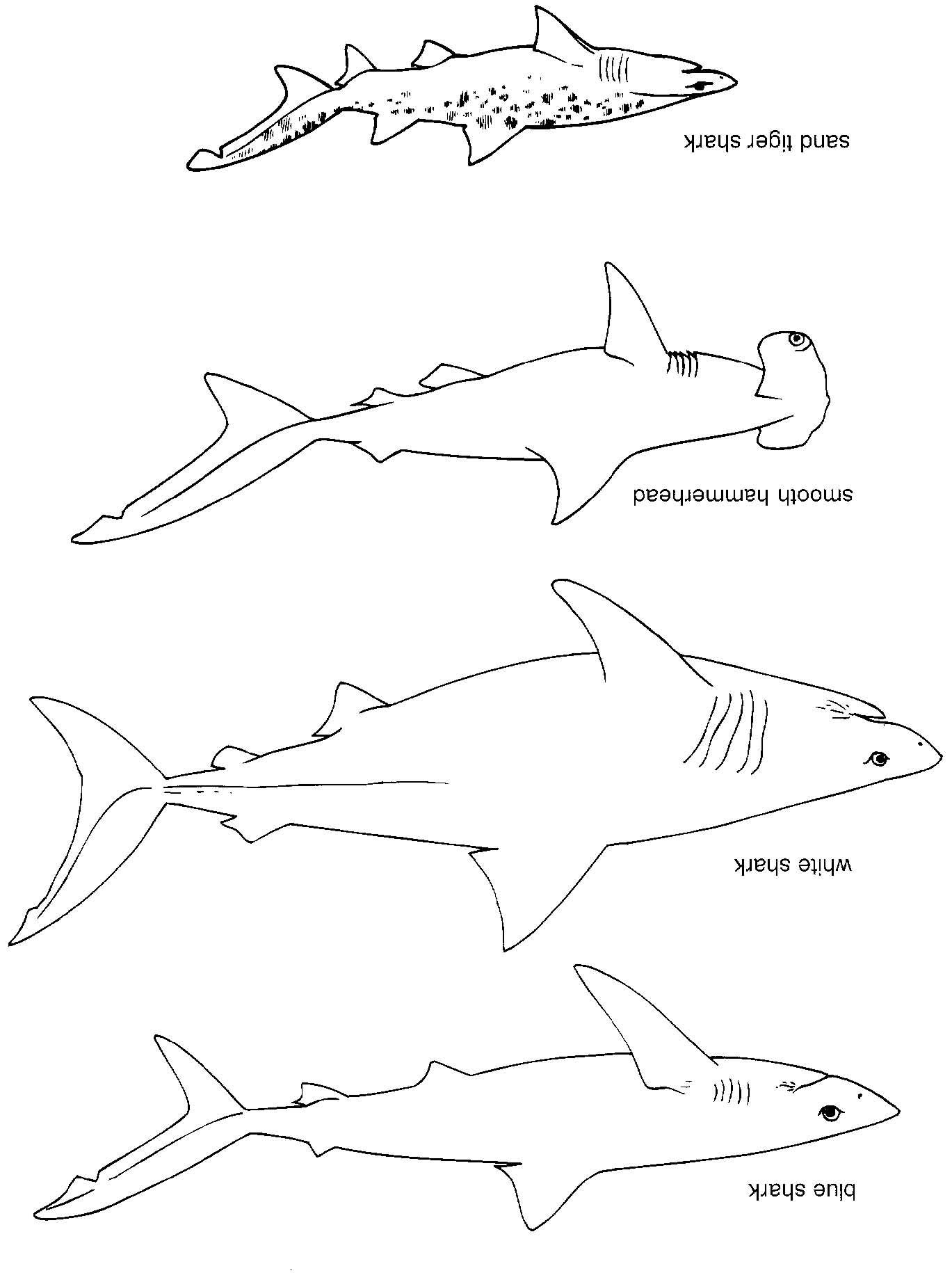 coloriage a dessiner requin gratuit a imprimer