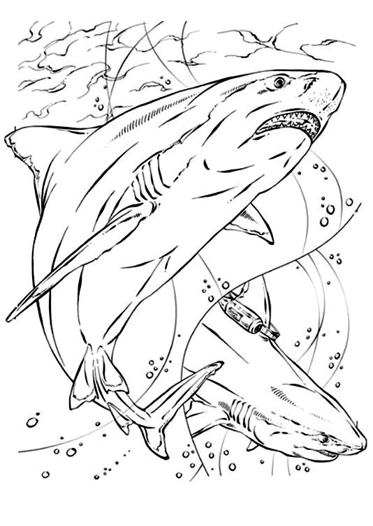 jeux dessin à colorier requin